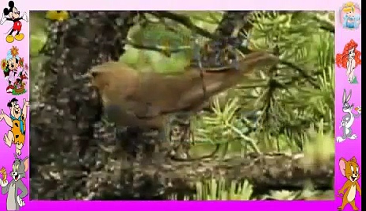 Our Planet Eggs And Green New Children Show New Episode / New Cartoons 2015 HD Children Tv Show Hd