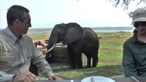 Grumpy elephant attacks tourists during Brunch and ruins it!