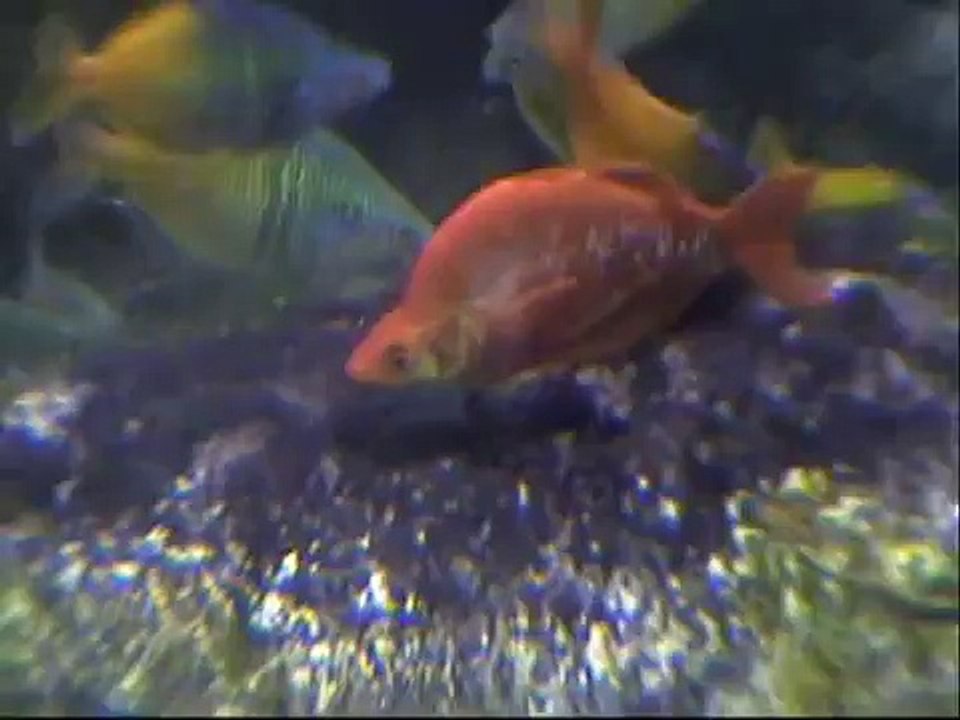 Rainforest Video