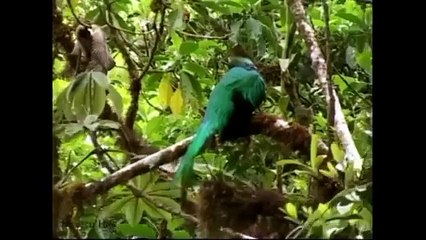 Quetzal Rare Bird Spiritual Sacred Maya Aztec - Instrumental Music Relax for the Soul