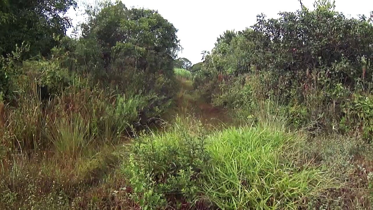 Estrela Urrando