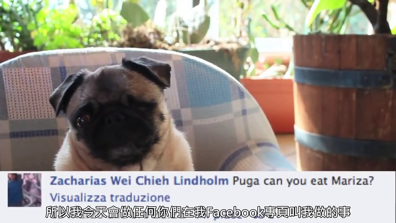 CutiePieMarzia - Puga做得到! PUGA DOES EVERYTHING!【中文字幕】