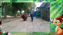 NGAO TÂY TẠNG LOÀI CHÓ KHỔNG LỒ Lion Dog Tibetan mastiff