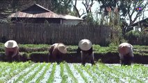 Myanmar 2012 - Planting rice (3190)