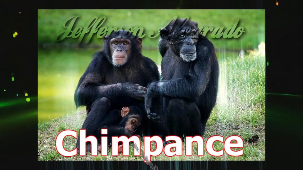 Sonido de Animales