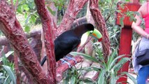 Incredibly Beautiful Birds - Keel-billed Toucan Animals bird