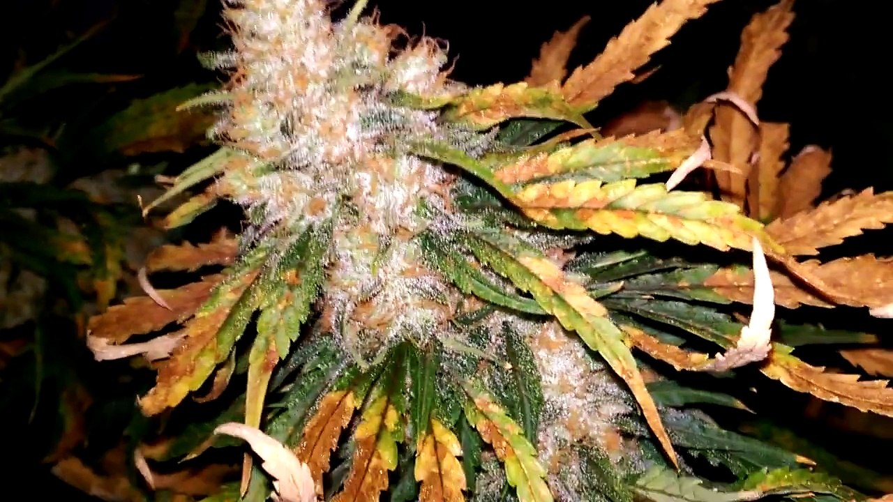 Day 58 flower Snow White cannabis grow