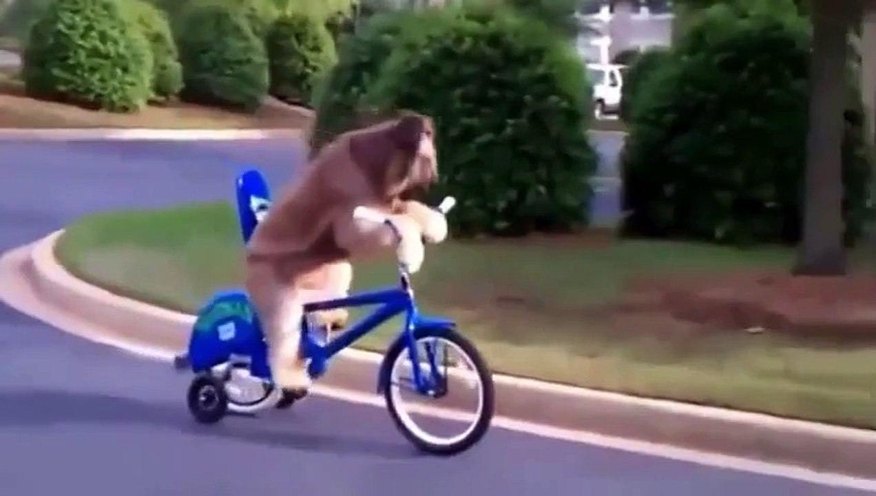 Funny and cute animal, Cute Pet , America's Cutest Pet
