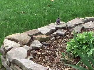 Fledgling Blue Jay