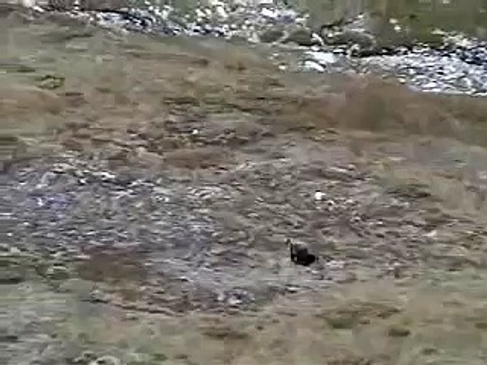 Grizzly