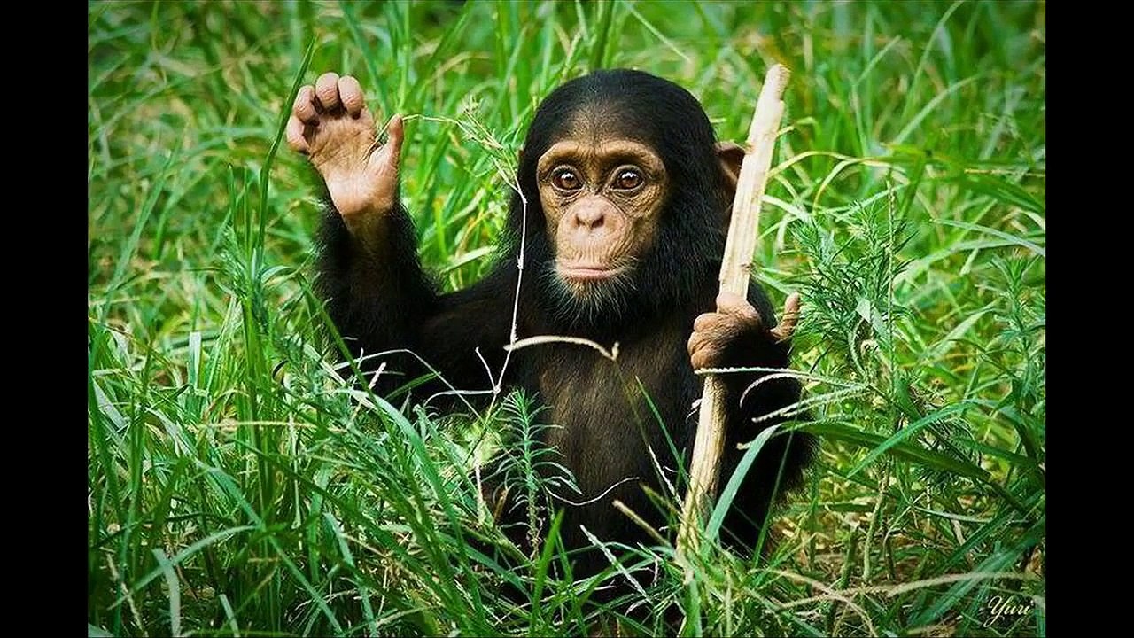 Scared Cats The Best Funny Cat Videos Compilation [25 MINUTES] 2014 Part I HD