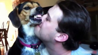 Funny Dogs Compilation   Funny Cats   Best Funny Dogs & Cats 20xx 2015