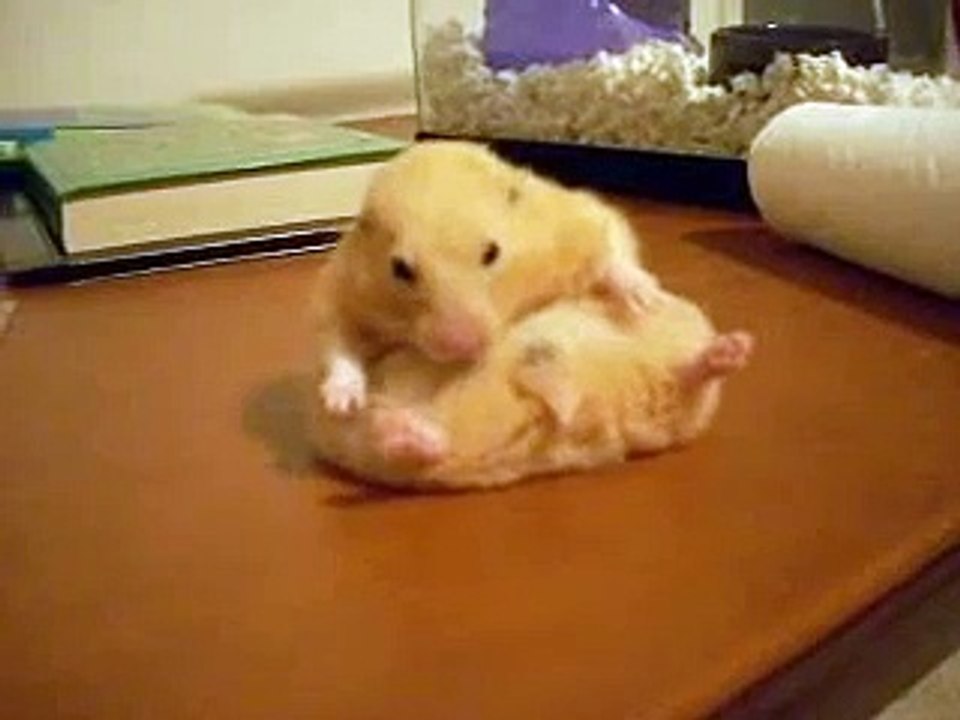 Obese Hamster