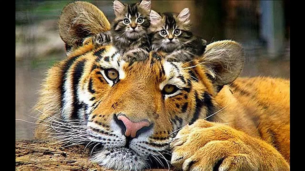 Chats espiègles! Drôle Nouveau clip!