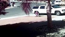 Gatto eroe salva un bambino dall'aggressione di un cane