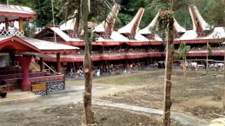 Paul Sipayung's Family at Pemakaman Nene Sarrin ~ Sereale (Toraja) - Tedong Salego