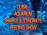 DUBAI AQUARIUM SHARKS AND STINGRAYS FEEDING (A MUST SEE!)
