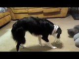 Dog puts coin into a piggy bank- Amazing Dog Trick!