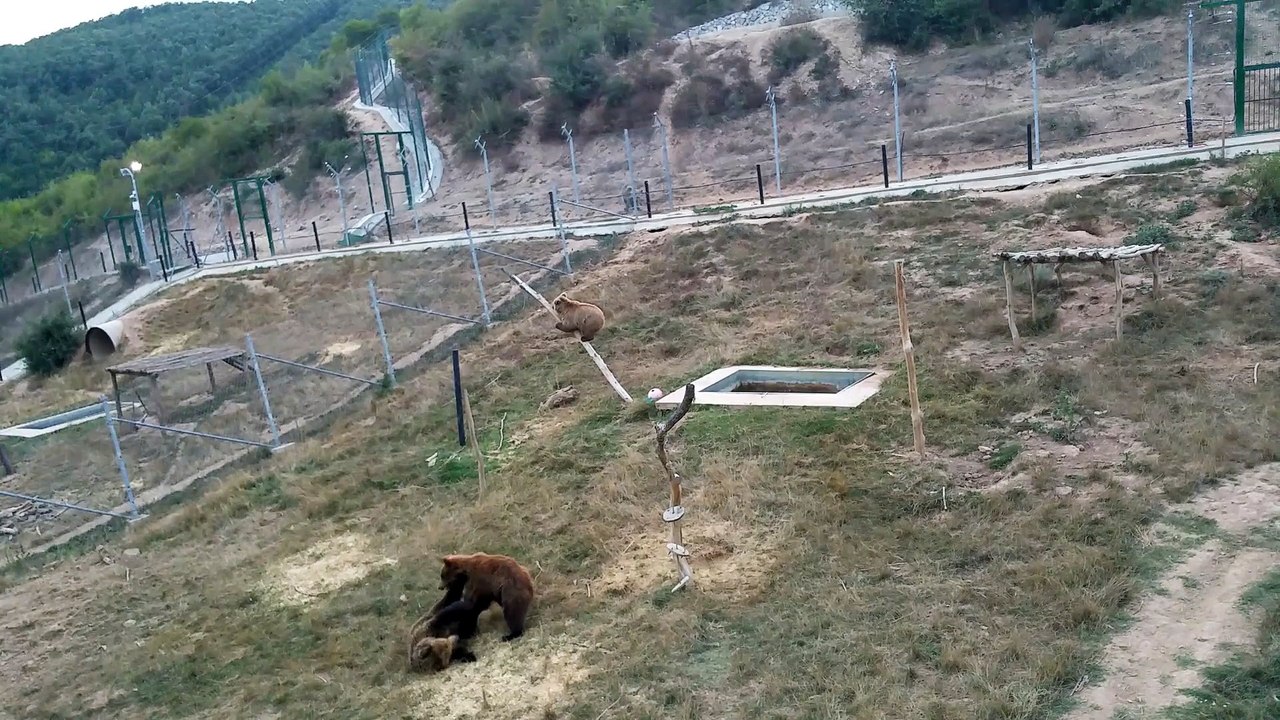 Bear,Ariu