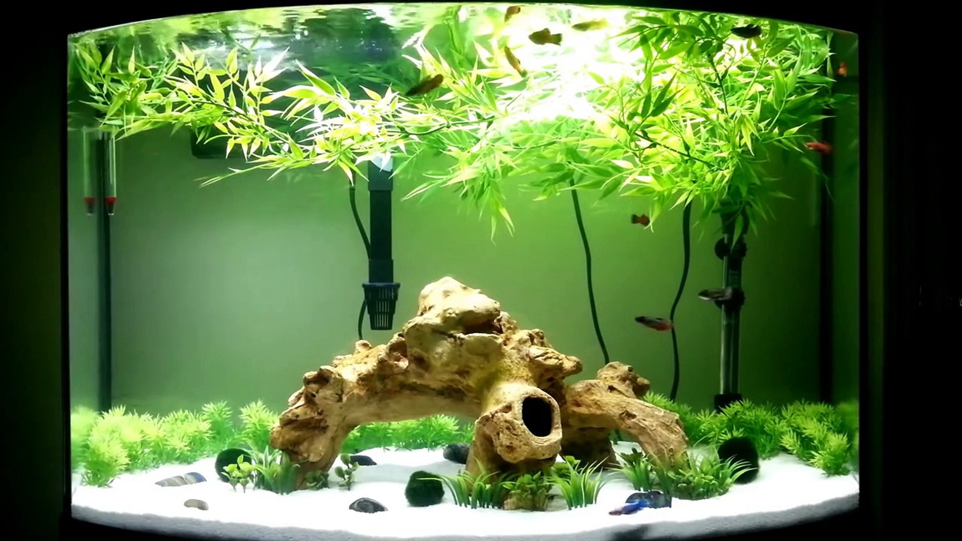 3 female bettas in a 10 gallon tank