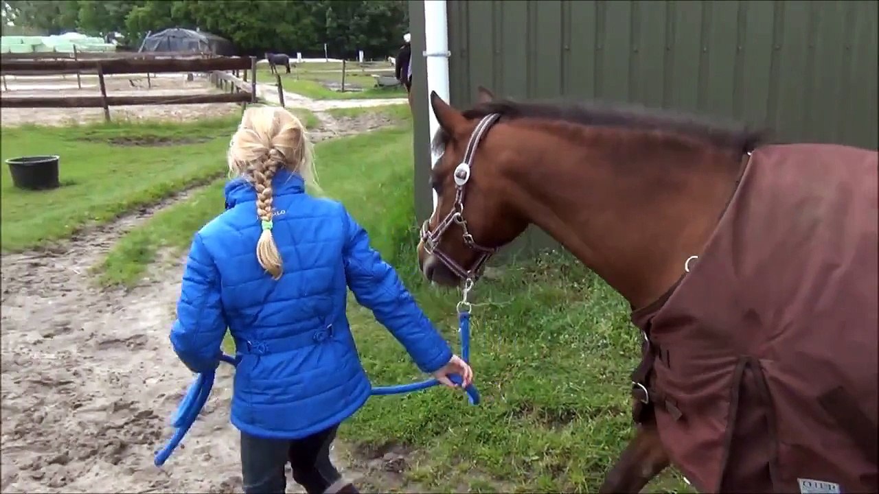 Dreamer is jarig vandaag en het regent  ... niet leuk
