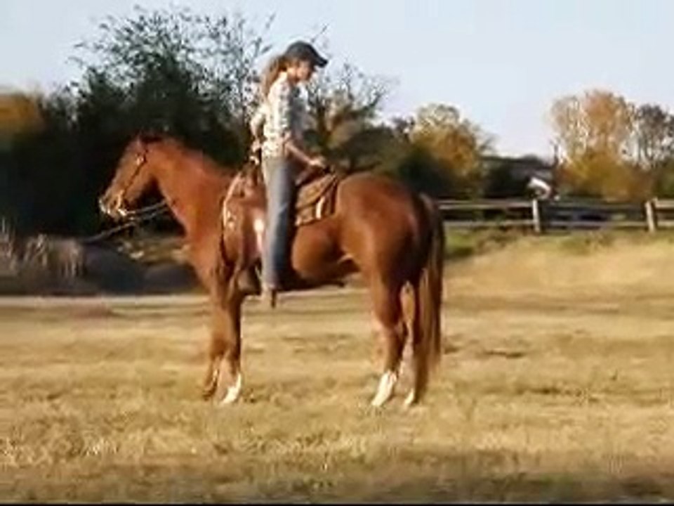 The Monster Man - Absolutely amazing gelding