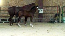 Dust 'Em Dante, Dual Registered JC & APHA Colt at 3 Months Old Offered for Sale