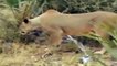 [ Wild Animal Planet ] Lion Kills Baby Monkey Full Documentary