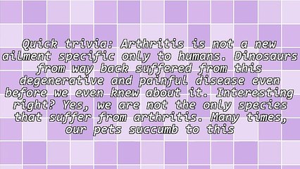 Dog Arthritis Medicine That Really Works