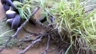 [ Wild Animal Planet ] King Cobra Vs Python Full Documentary