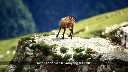 Samyang 800mm f/8 & Canon 5D2, a short video test by www.sentierinatura.it