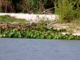 Run, Capybara! Run! Brazilian Pantanal