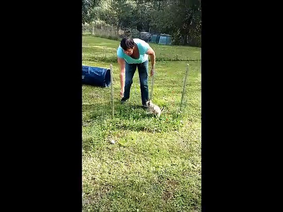 Léo, chihuahua de 3mois et demi, découvre l'agility.