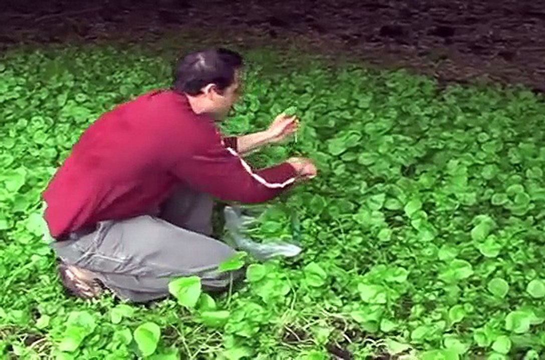 Miners Lettuce and chickweed