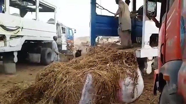 Unloading Early Morning Cow Mandi 2015 Karachi