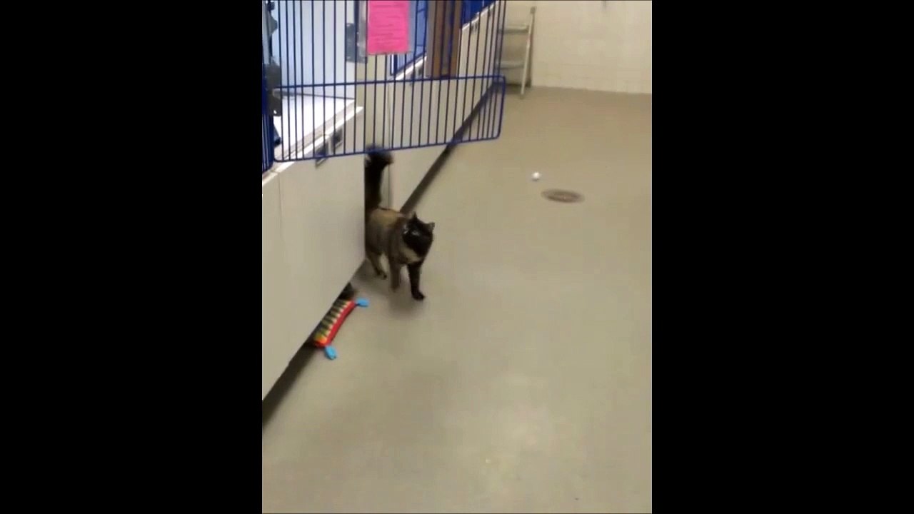 Cat struggling to jump from a waxed floor is just hilarious