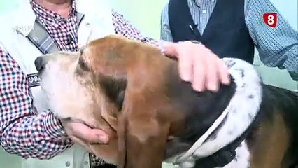 Cuidados veterinarios del Basset Hound