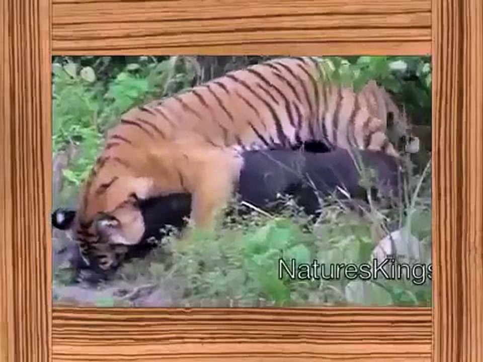top 10 wild animals, top 10 wild animals attck 2014 HD, top 10 wild animal fights HD