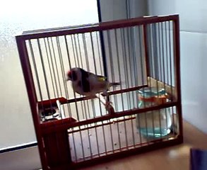 jilguero limpio de mallorca