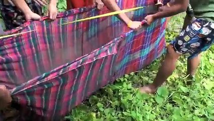 Arapaima Gigas, M's