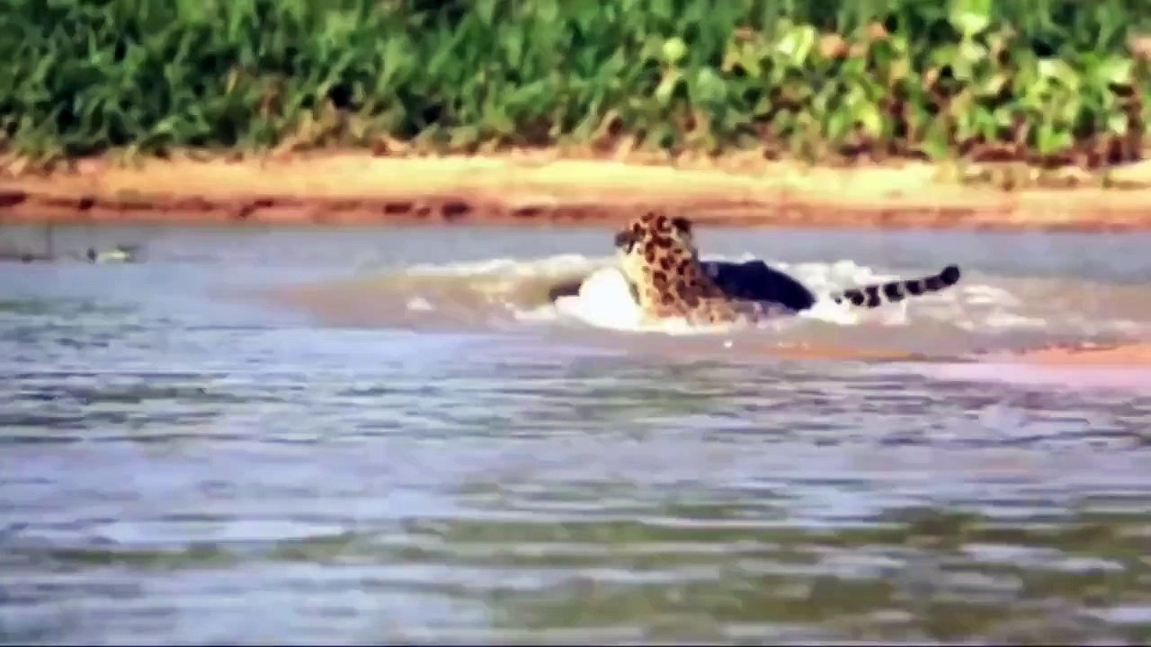 [HD] Vahşi Hayvanların Ölümcül Kavgaları ◄ ANİMAL FİGHTS ►