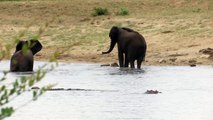 Elephants playing, hippo, cape buffalo Kruger National Park 2012 080.MOV
