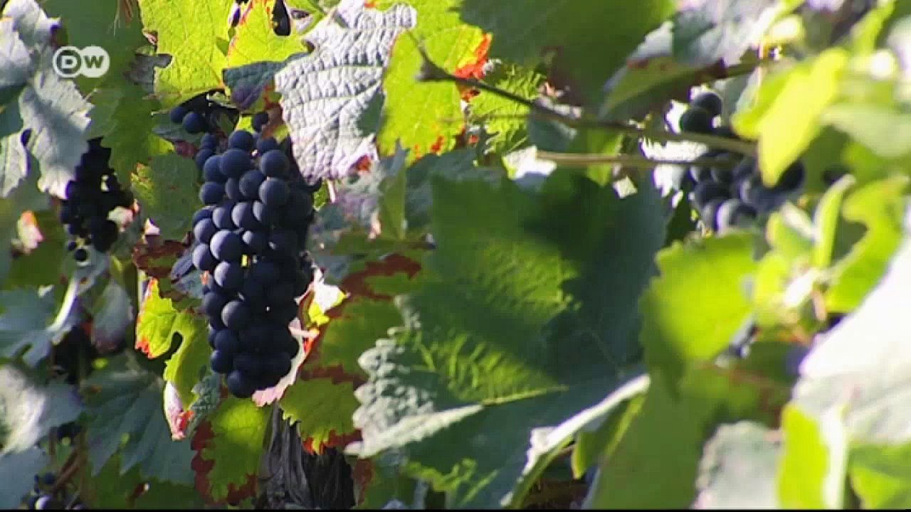 Unterwegs auf der Deutschen Weinstraße | Euromaxx