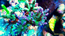 65G SPS Dominate - Underwater Action Cam - Radium 20K Acropora Reef Corals Tank Aquarium