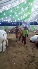 Heaviest Sahiwal Bachre Afridi cattle farm 2015 karachi