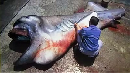 深海怪魚 超神祕未知海底怪物 World. Strange deep sea fish.