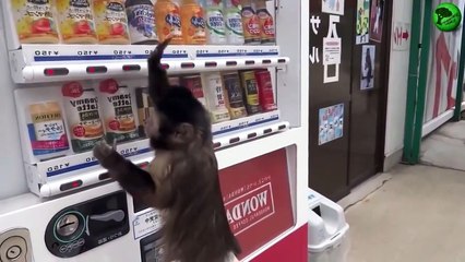 Funny Videos - I Like To Move It - Monkey Dance!! LOL xprovideo