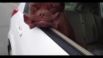 Funny Dogs. A Funny, Ultimate Dog Video vines #10