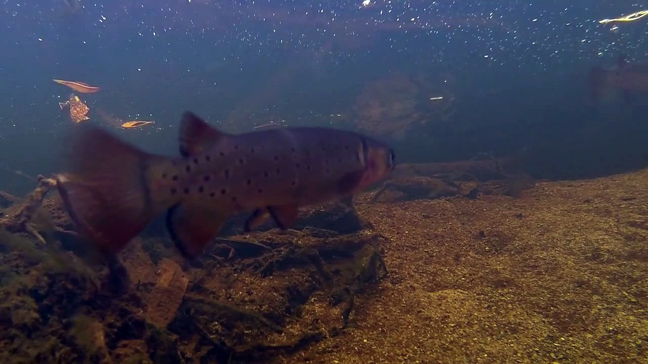 Native Fish: Trout Minnow or Spotted Galaxias (Galaxias truttaceus): Cape Liptrap Coastal Park