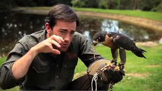 Wild Animal Encounters - Ben Britton - Peregrine Falcon